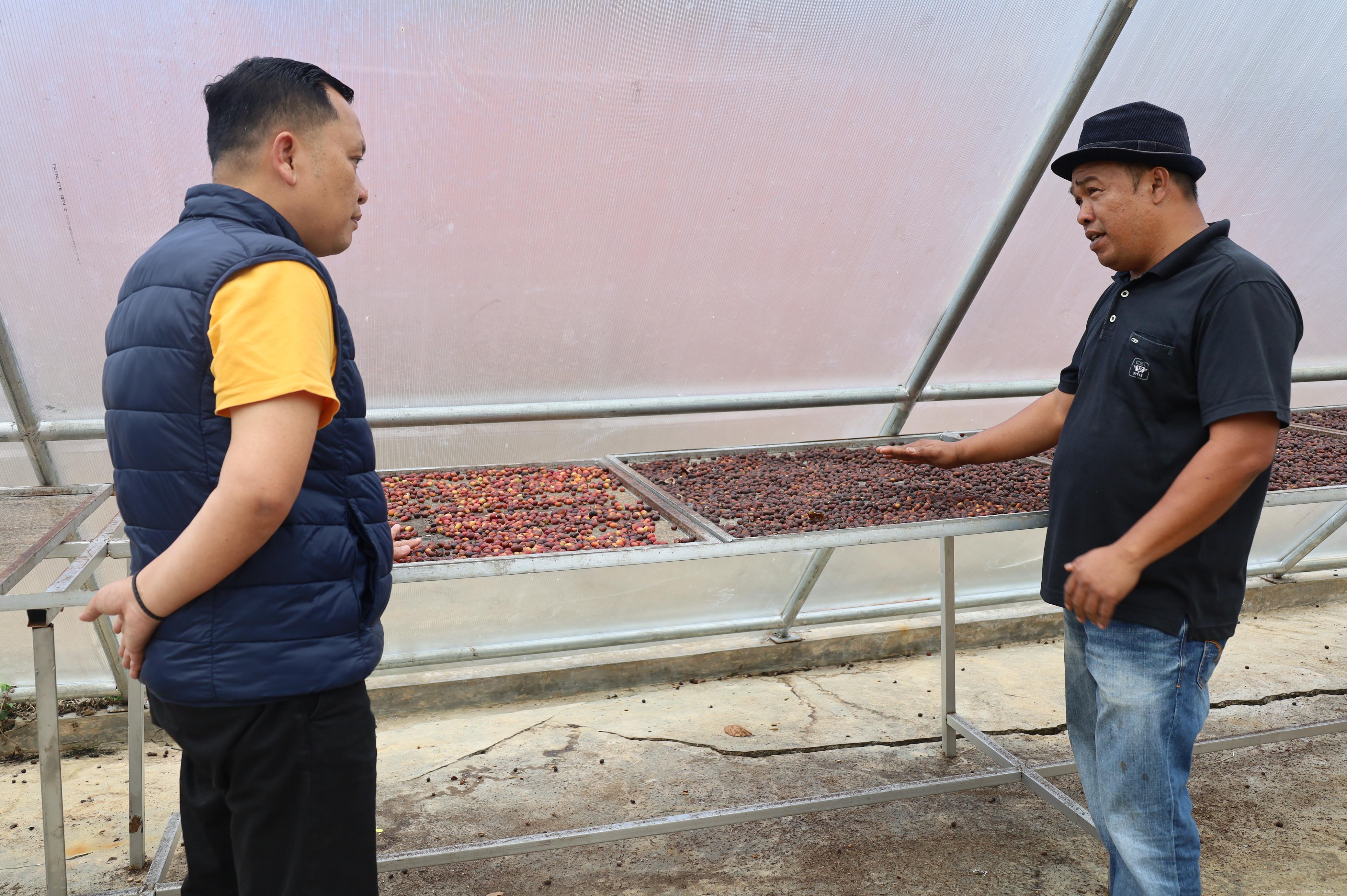 Kopi_Robusta_Sei_Penuh_10.JPG