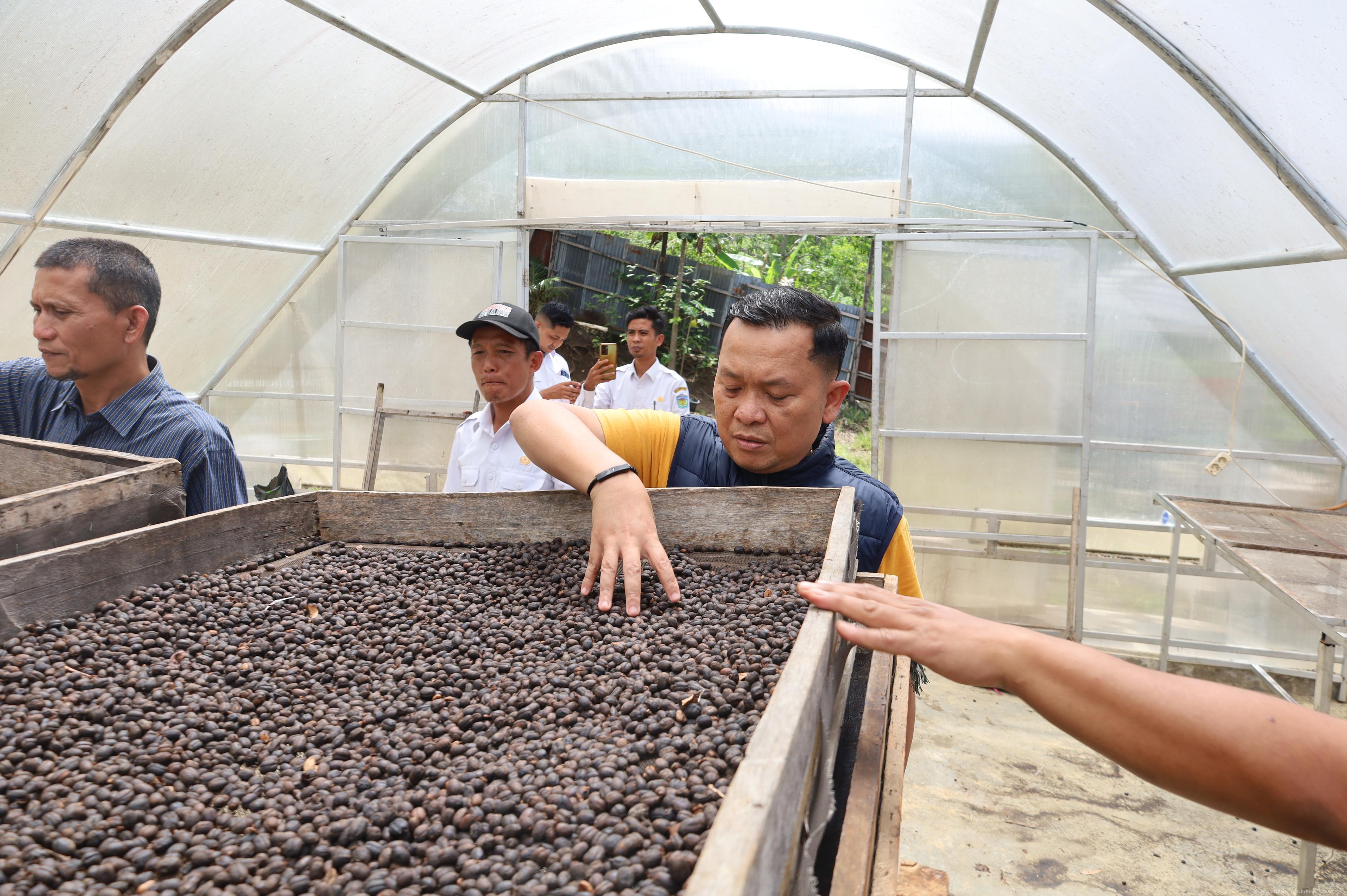 Kopi_Robusta_Sei_Penuh_13.JPG